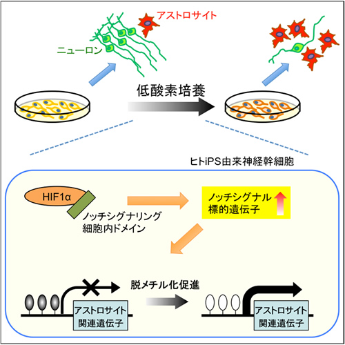 （図1）