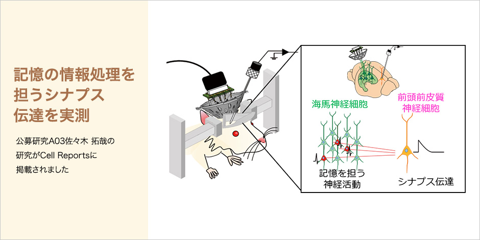 記憶の情報処理を担うシナプス伝達を実測