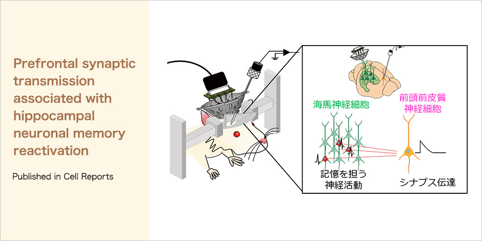 Prefrontal synaptic transmission associated with hippocampal neuronal memory reactivation