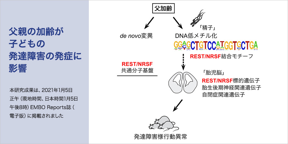 父親の加齢が子どもの発達障害の発症に影響