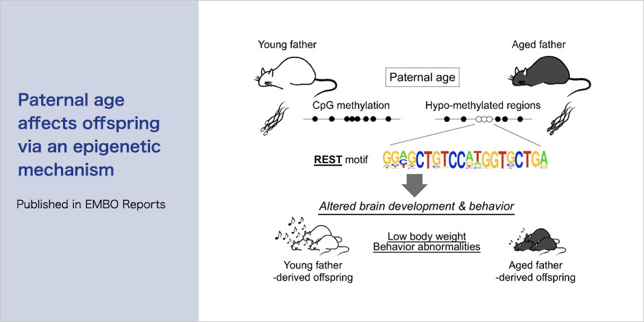 Paternal age affects offspring via an epigenetic mechanism