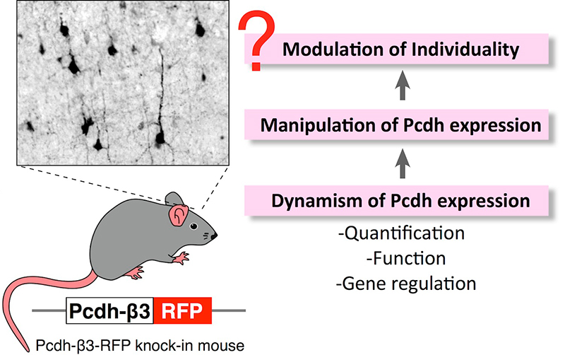 Research image